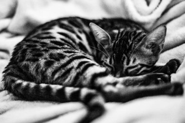 Siyah beyaz fotoğraf. Bengal kedisi şirin. Topun içinde kıvrılmış uyuyor.