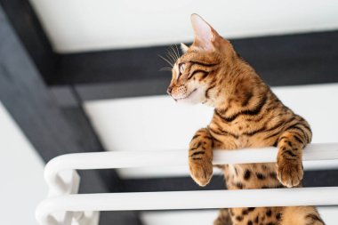 Bengal kedisi banyoda, ısıtmalı havlu korkuluğunda..