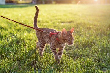 Tasmalı kedi gün batımında sokakta yürüyor..