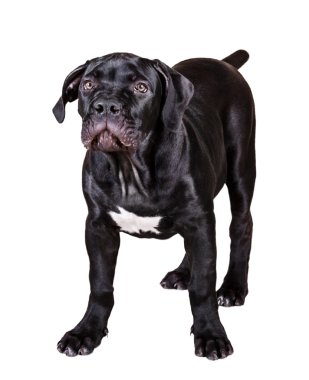 köpek Afrika Boerboel