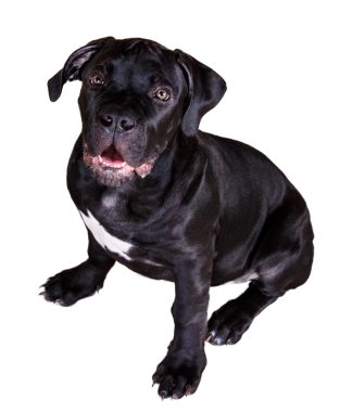 köpek Afrika Boerboel
