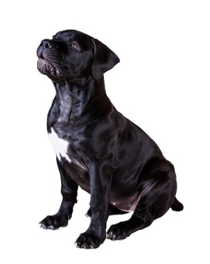 köpek Afrika Boerboel