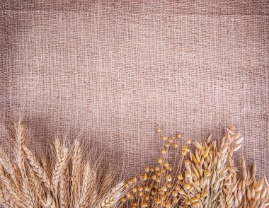 spikelets buğday Mısır keten çuval bezi
