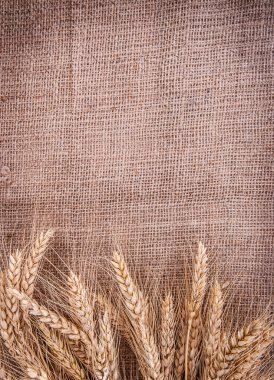 spikelets buğday Mısır keten çuval bezi