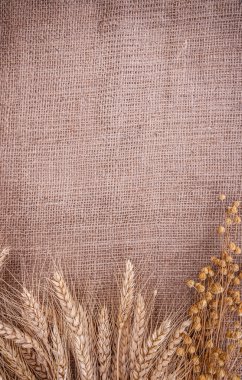 spikelets buğday Mısır keten çuval bezi