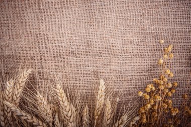 spikelets buğday Mısır keten çuval bezi