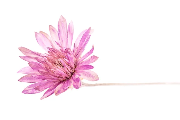 Fiore di echinacea isolato — Foto Stock