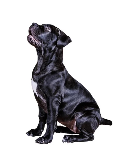 Dog African Boerboel — Stock Photo, Image