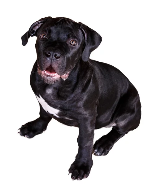 Pies Boerboel Afryki — Zdjęcie stockowe