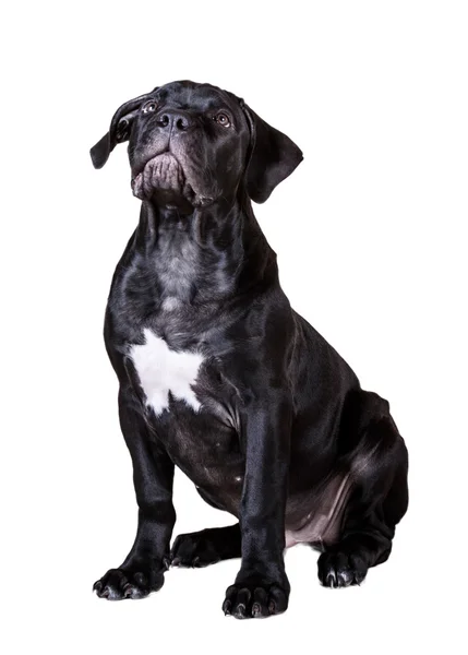Pies Boerboel Afryki — Zdjęcie stockowe