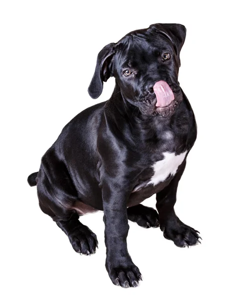 Dog African Boerboel — Stock Photo, Image