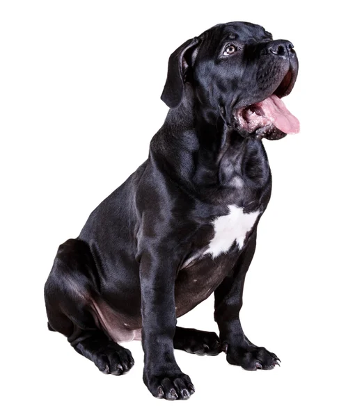 Dog African Boerboel — Stock Photo, Image