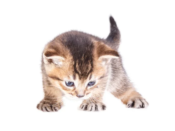 Gatinho isolado em branco — Fotografia de Stock