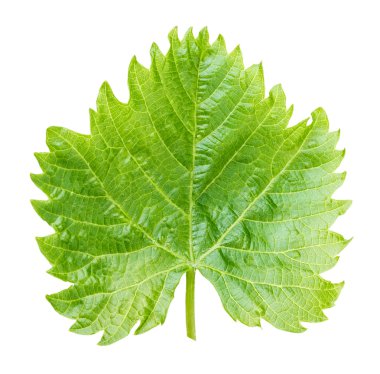 Üzüm yaprağı beyaza izole edilmiş