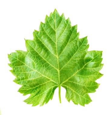 Üzüm yaprağı beyaza izole edilmiş