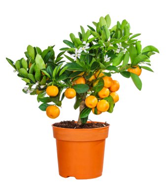 mandarine ağaç beyaz izole