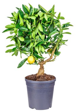 beyaz izole limon ağacı