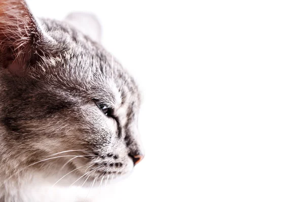 灰色の猫頭 — ストック写真