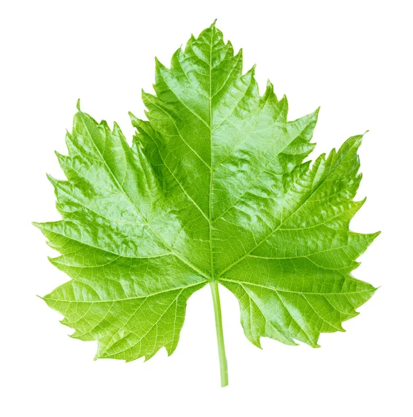 Grape leaf isolated on white — Stock Photo, Image