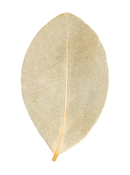 Liść laurowy na białym tle — Zdjęcie stockowe