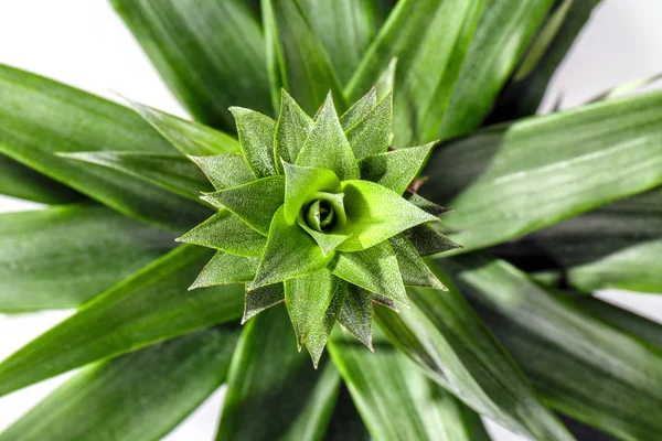 Vaso di fiori di ananas isolato su bianco — Foto Stock