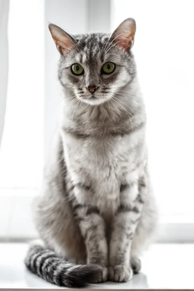 Gato cinzento tabby — Fotografia de Stock