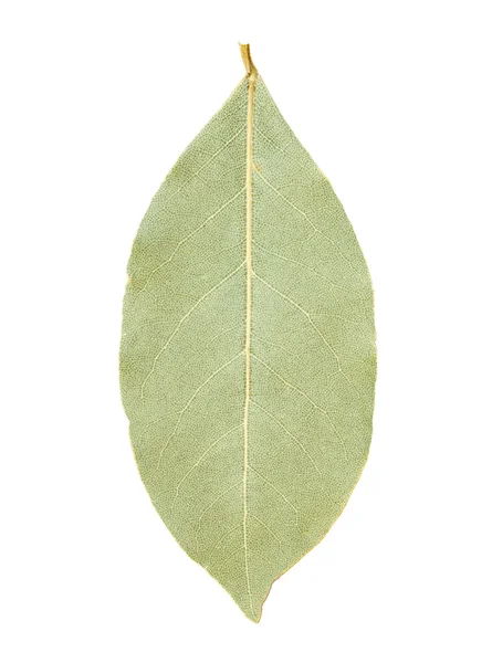 Bay leaf isolated — Stock Photo, Image