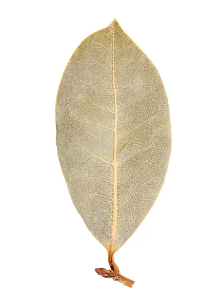 Bay leaf isolated — Stock Photo, Image