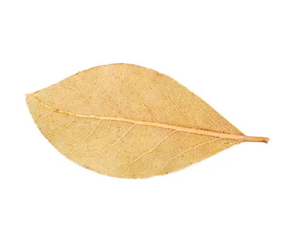 Bay leaf isolated — Stock Photo, Image