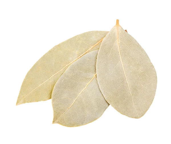 Bay leaf isolated — Stock Photo, Image
