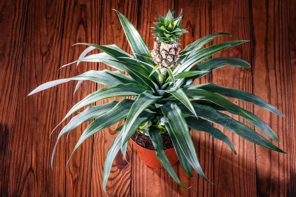 Pot ananas lemn fundal — Fotografie, imagine de stoc