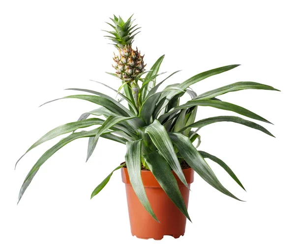 Ananas isolerad på vit — Stockfoto