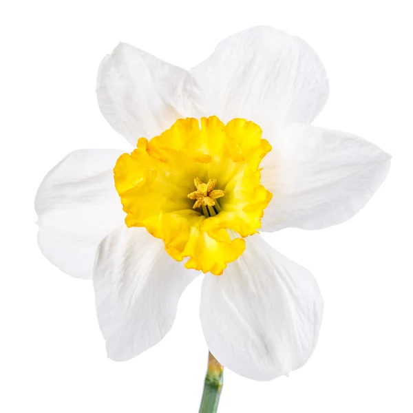 Narcissus flower isolated — Stock Photo, Image