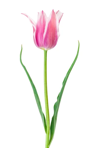 Tulip flower isolerade — Stockfoto