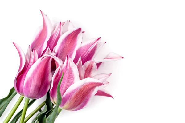 Tulipán virágok elszigetelt — Stock Fotó