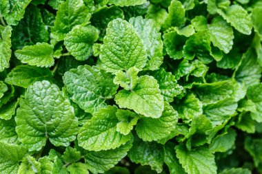 Melissa bitki nane