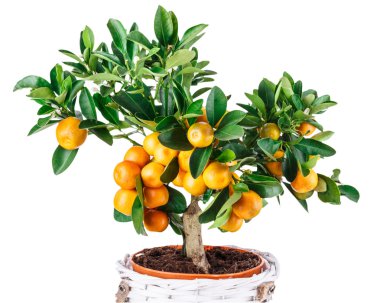 mandarine ağaç beyaz izole