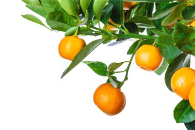 mandarine ağaç beyaz izole