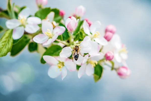 Blomma trädgård bee — Stockfoto