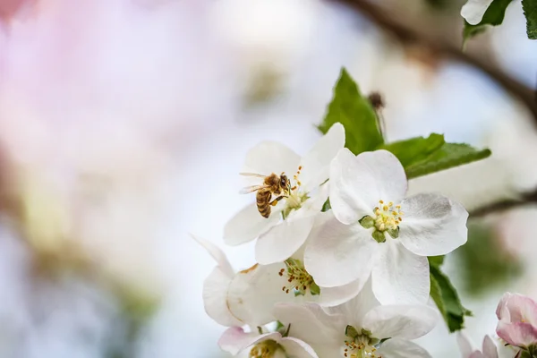 Blomma trädgård bee — Stockfoto
