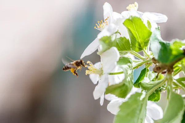 Blomma trädgård bee — Stockfoto