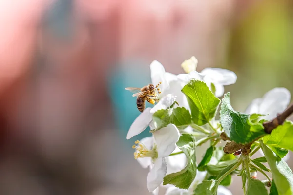 Flower garden bee — Stock Photo, Image