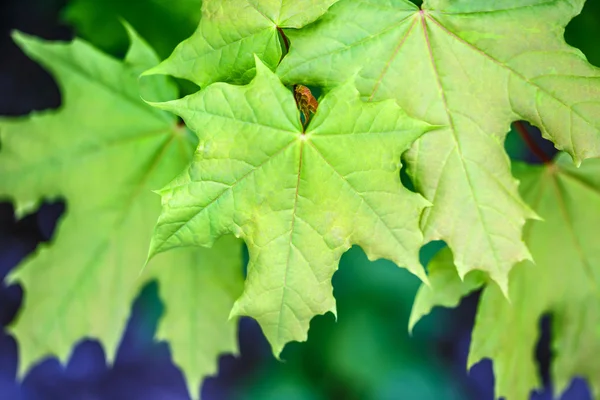 Maple leaves on the outside — Stock Photo, Image