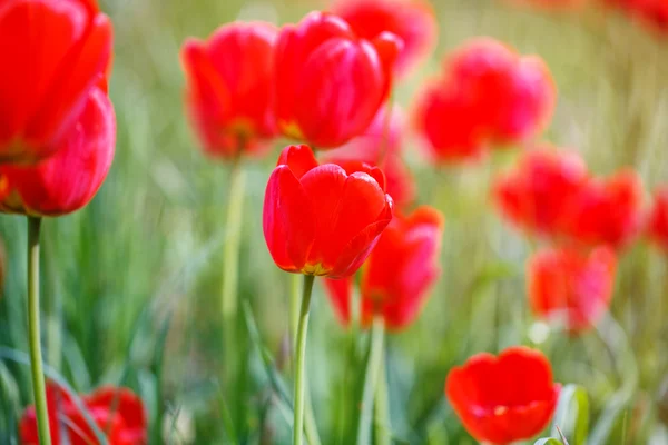 Campo de tulipas vermelhas — Fotografia de Stock