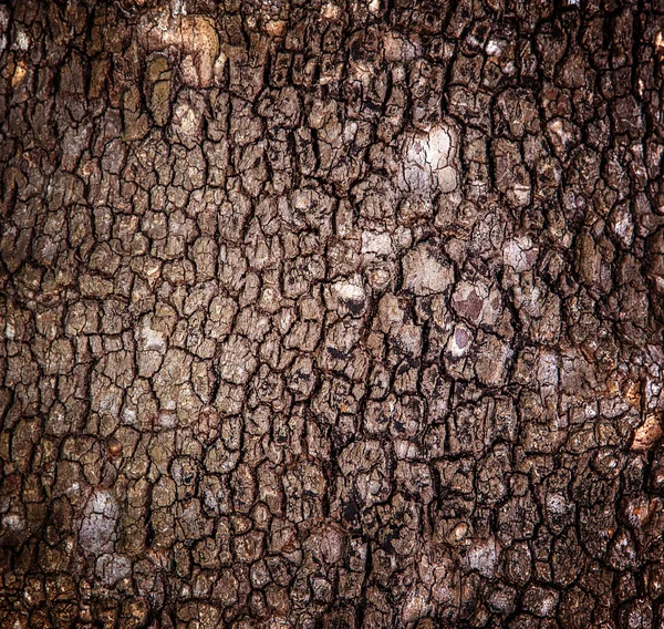 Árvore casca fundo — Fotografia de Stock