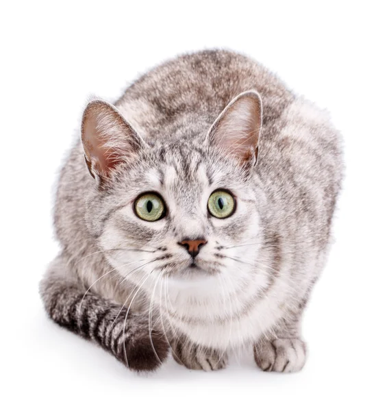 Gatto tabby grigio isolato su bianco — Foto Stock