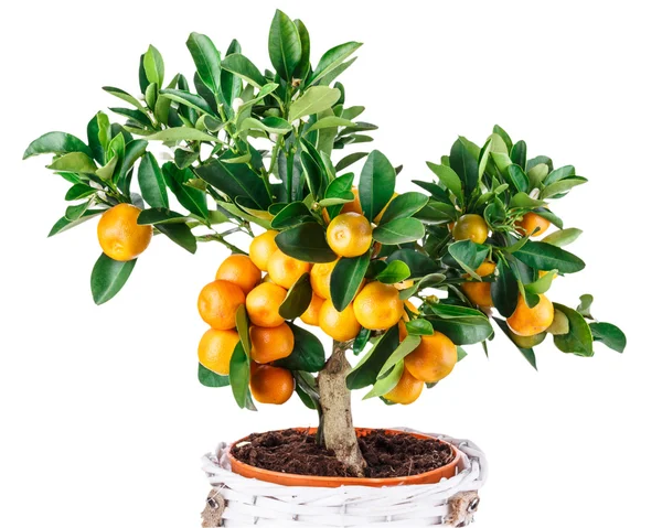 Mandarine tree isolated on white — Stock Photo, Image