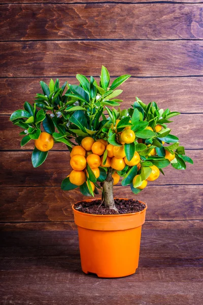 Mandarinenbaum auf einem hölzernen — Stockfoto
