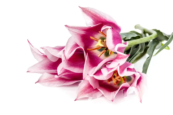 Tulips flowers isolated — Stock Photo, Image