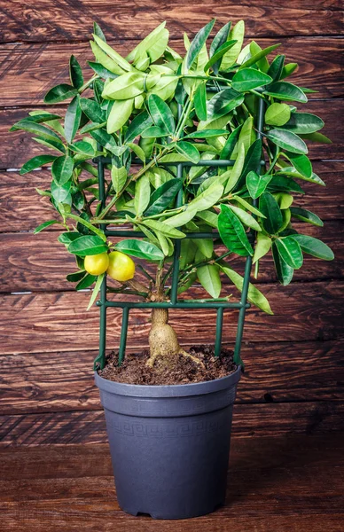 Zitronenbaum auf einem hölzernen — Stockfoto